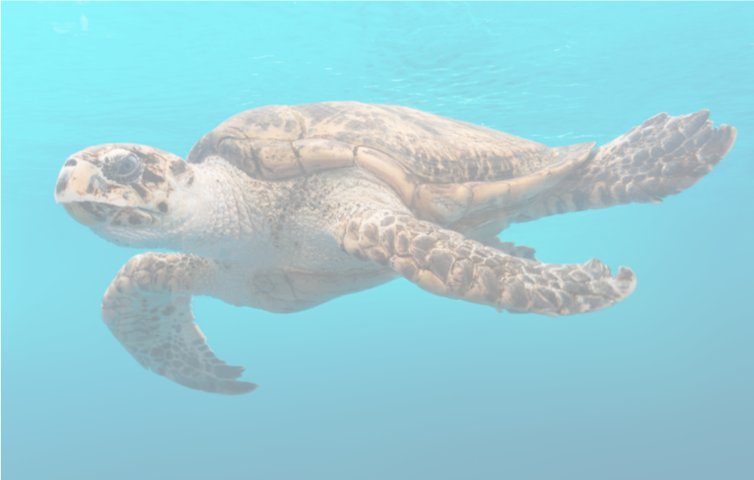 Sea_Turtle.png